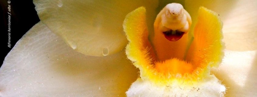 IV Feria de Orquídeas en Estepona 02