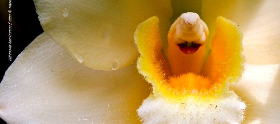 IV Feria de Orquídeas en Estepona 02