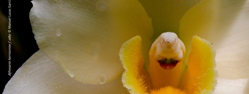 iv feria orquideas